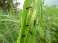 Camponotus