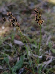 Luzula forsteri