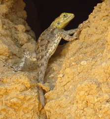 Agama dodomae