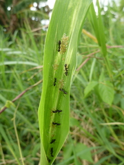 Camponotus