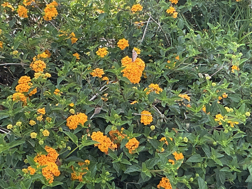 Painted Lady