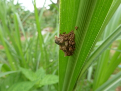 Camponotus