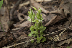 Gentiana zollingeri