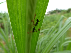 Camponotus