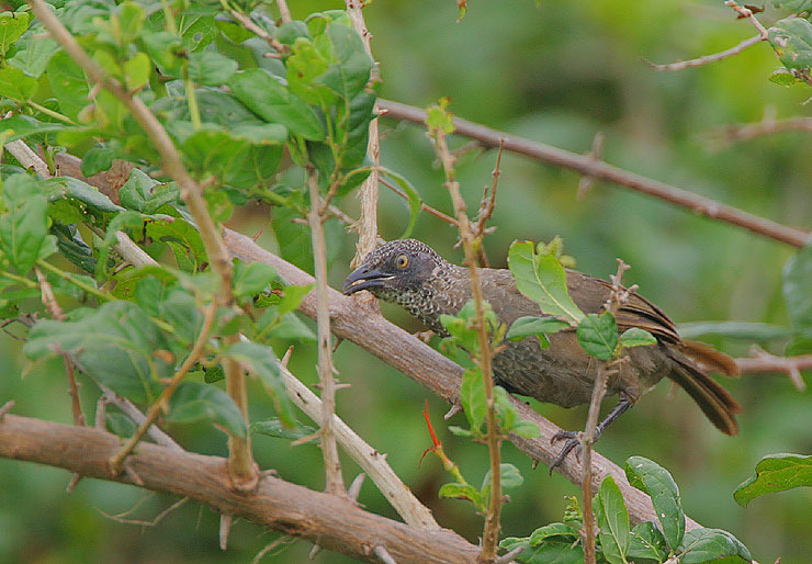 Scaly Babbler illustration