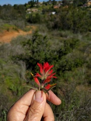 Castilleja subinclusa subinclusa