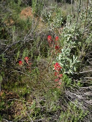 Castilleja subinclusa subinclusa