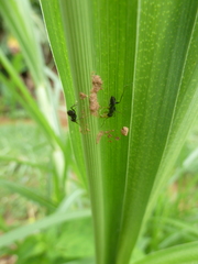 Camponotus