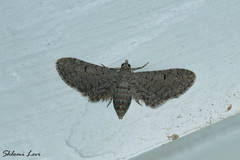 Eupithecia ultimaria