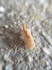 Micromus angulatus