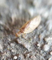 Micromus angulatus
