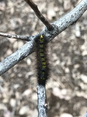 Lophocampa argentata