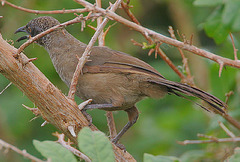 Scaly Babbler photo 2
