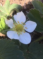 Fragaria × ananassa