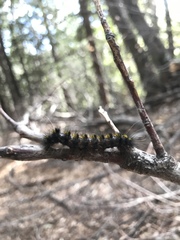 Lophocampa argentata