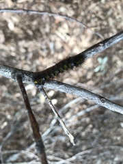 Lophocampa argentata