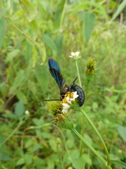 Hymenoptera