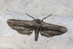 Holochroa dissociarius