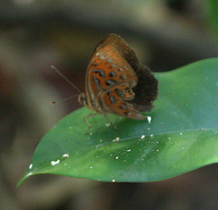 Taxila haquinus berthae
