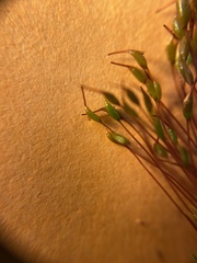 Ptychostomum imbricatulum
