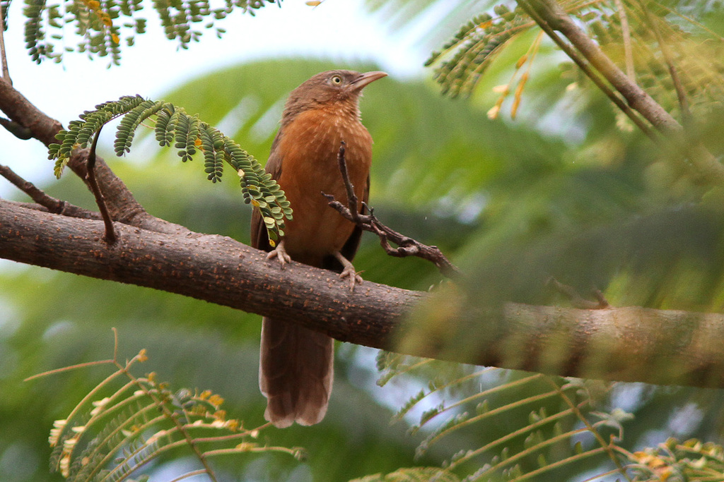 Rufous Chatterer (Argya rubiginosa) photo