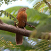Rufous Chatterer - Photo (c) Dave Curtis, some rights reserved (CC BY-NC-ND)