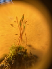 Ptychostomum imbricatulum