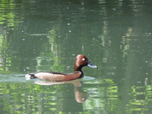 Ferruginous Duck