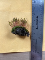 Ptychostomum imbricatulum