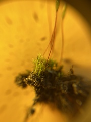 Ptychostomum imbricatulum