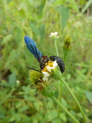 Hymenoptera