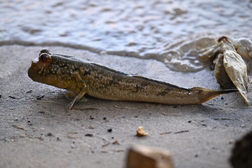 Atlantic Mudskipper