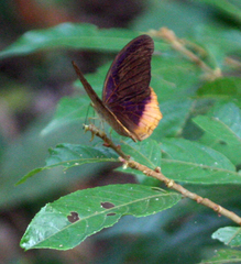 Terinos terpander intermedia
