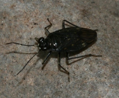 Macrosaldula scotica