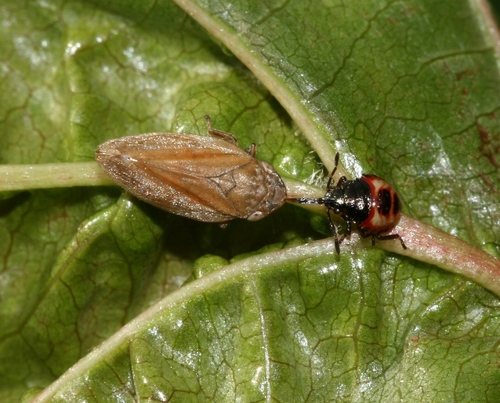 Bronze Shield Bug