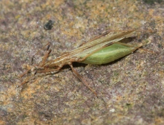 Berytinus minor