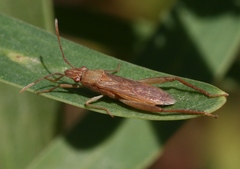 Nemausus sordidatus