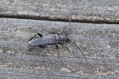 Trachysida mutabilis