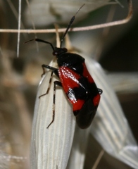 Deraeocoris rutilus