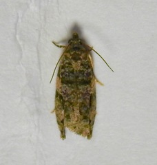 Proteoteras implicata
