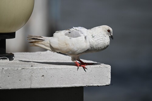 Feral Pigeon