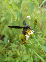 Hymenoptera