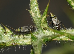 Macrotylus perdictus