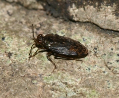 Saldula saltatoria
