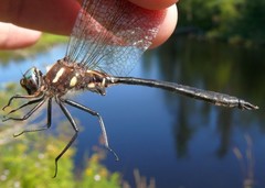 Somatochlora elongata
