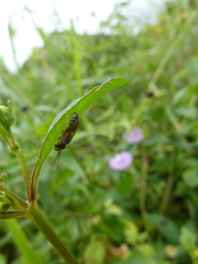 Anthophila