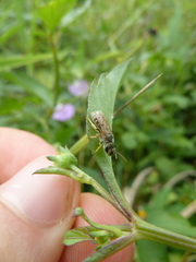 Anthophila