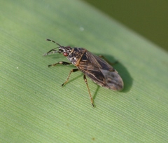 Chilacis typhae