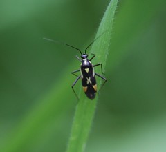 Grypocoris stysi