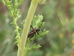 Hadrodemus noualhieri